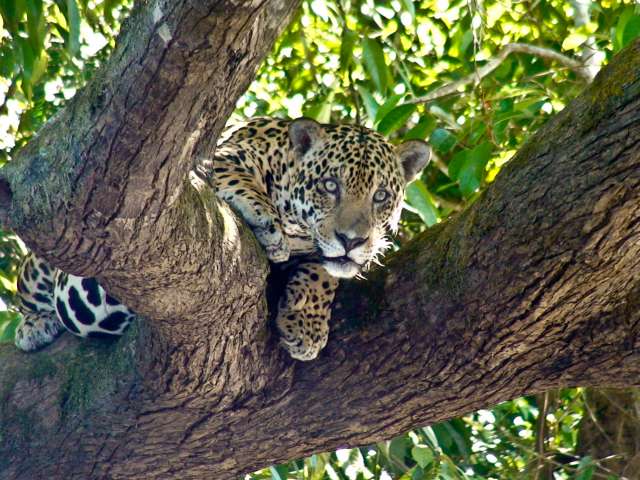 Onça. Crédito: Jorge Silva